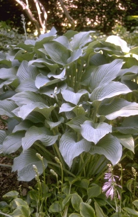 Hartlelie - Hosta 'Krossa Regal'