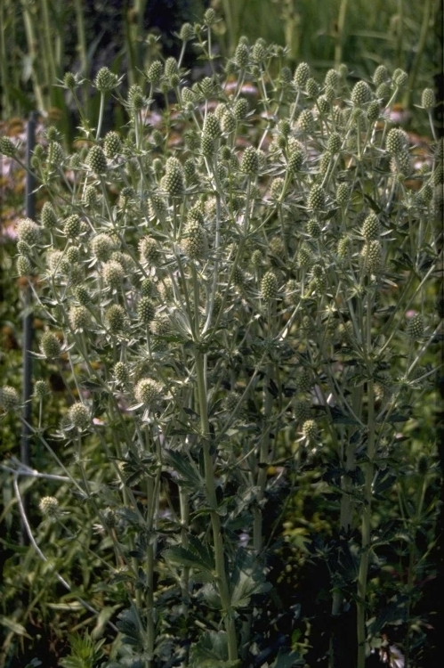 Kruisdistel - Eryngium planum 'Silverstone'