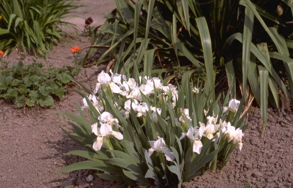 Iris 'Die Braut'