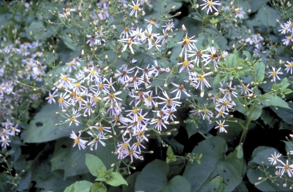 Grootbladige Aster Macrophyllus 'Twilight'