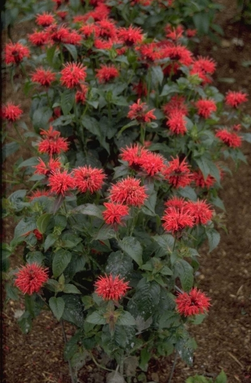 Bergamotplant - Monarda 'Mrs Perry'