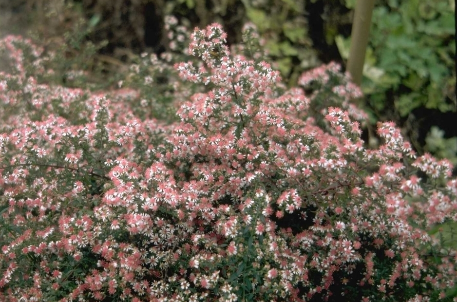 Kleine Aster Lateriflorus 'Horizontalis'