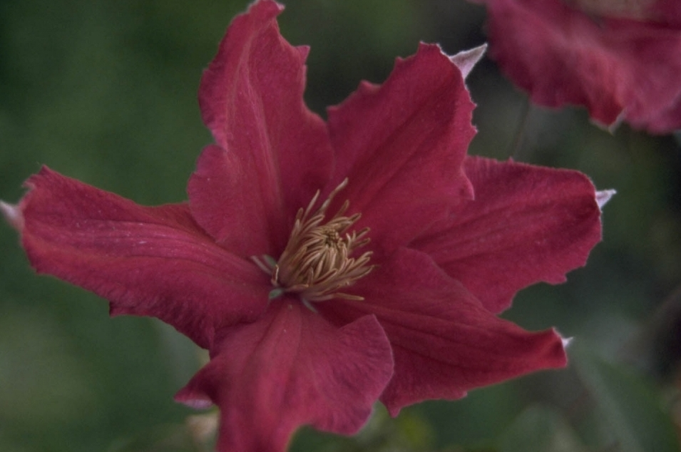 Clematis 'Kardynal Wyszynski'