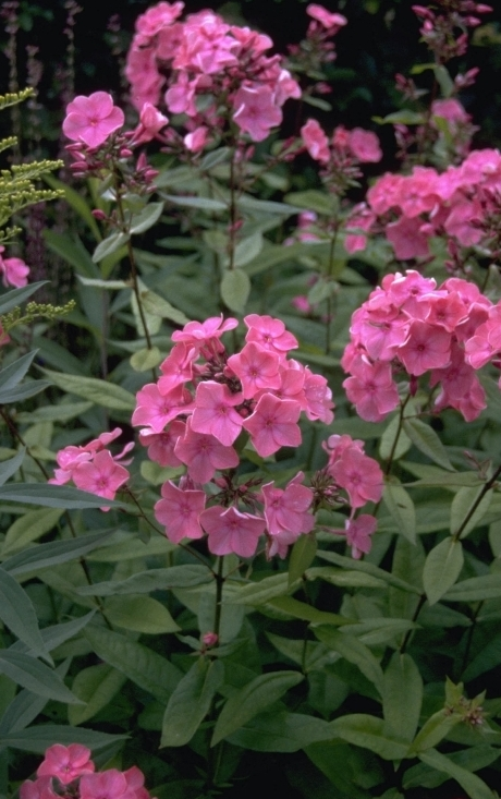 Flox - Phlox 'Rijnstroom'