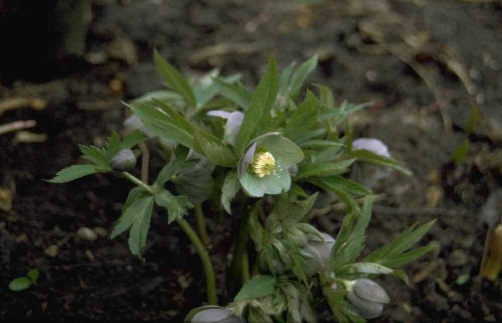 Helleborus is zeer geschikt voor open tuinen