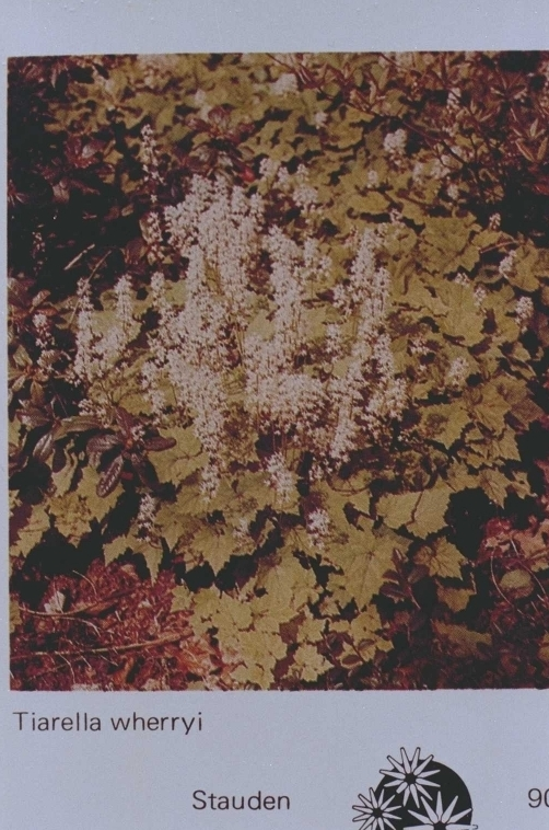 Schuimkaars - tiarella polyphylla