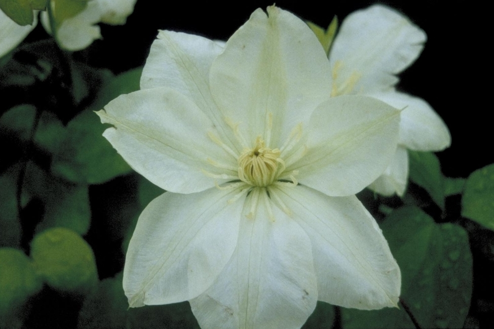 Clematis 'Guernsy Cream'