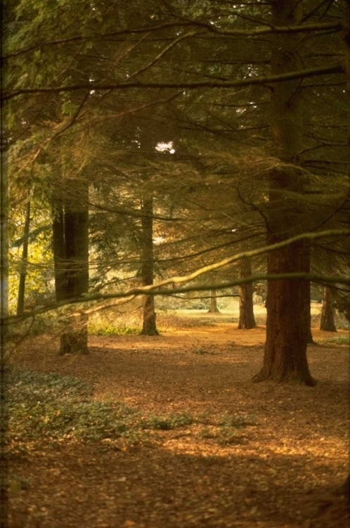 Tsuga canadensis