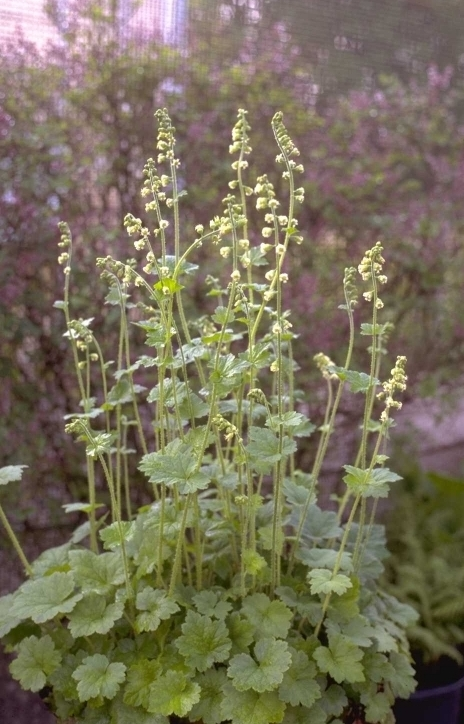 Schnurrbart - Tellima grandiflora