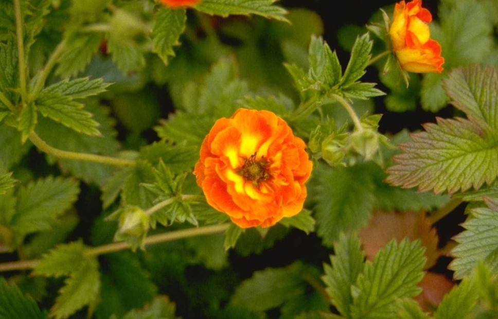 Potentilla 'William Rollisson'