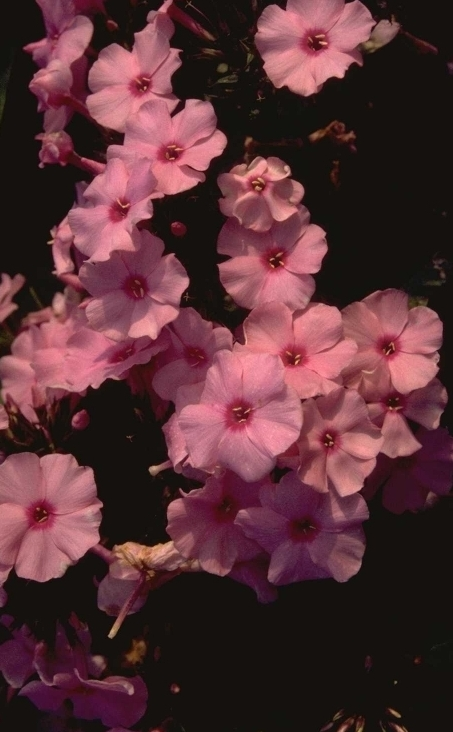 Flox - Phlox 'Flamingo'