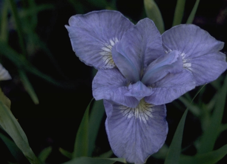 Iris 'Dear Delight'