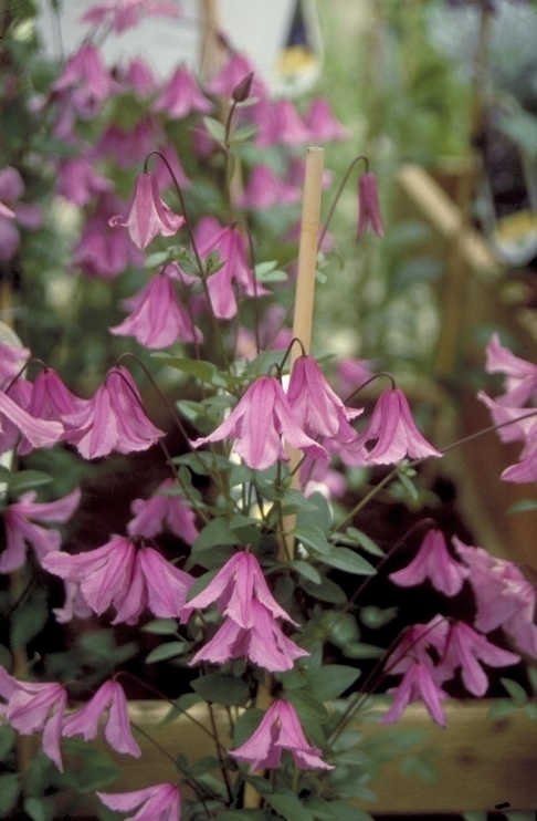 Clematis 'Hendryetta'