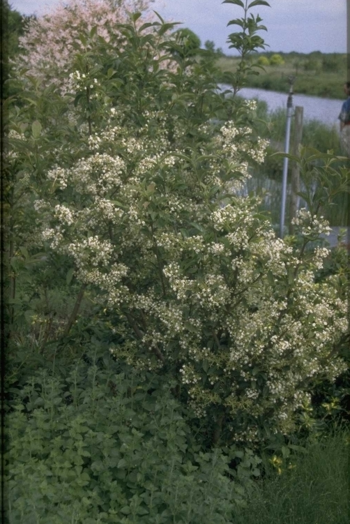 Sneeuwbal - Viburnum x hillieri 'Winton'