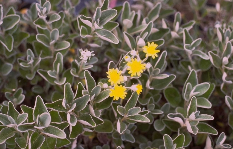 Brachyglottis 'Sunshine'