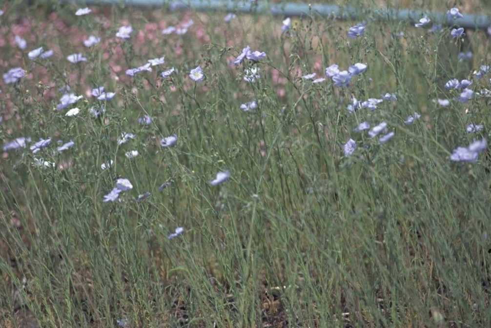 Aster ericoides 'Erlkönig'