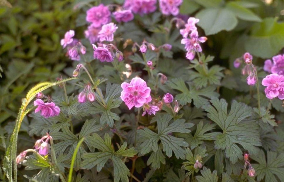 Ooievaarsbek - Geranium himalayense 'Plenum'