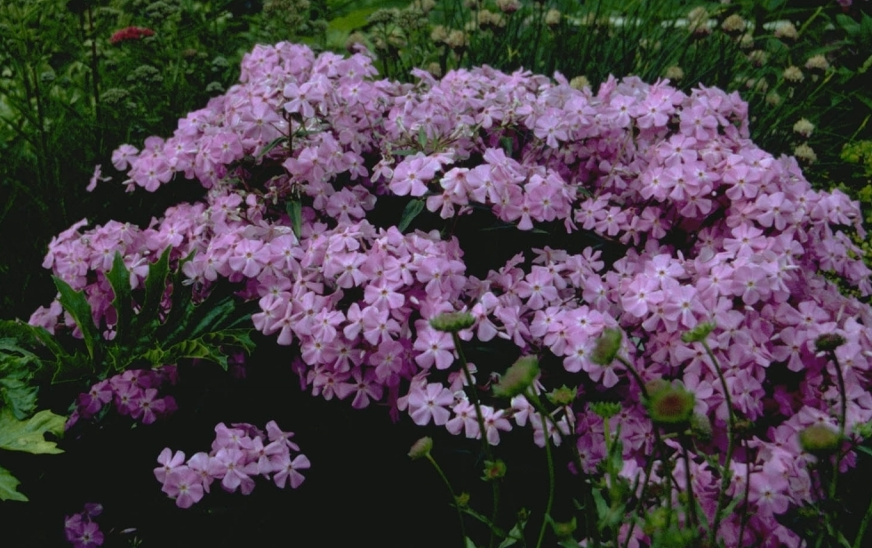 Flox - Phlox glaberrima subsp. triflora