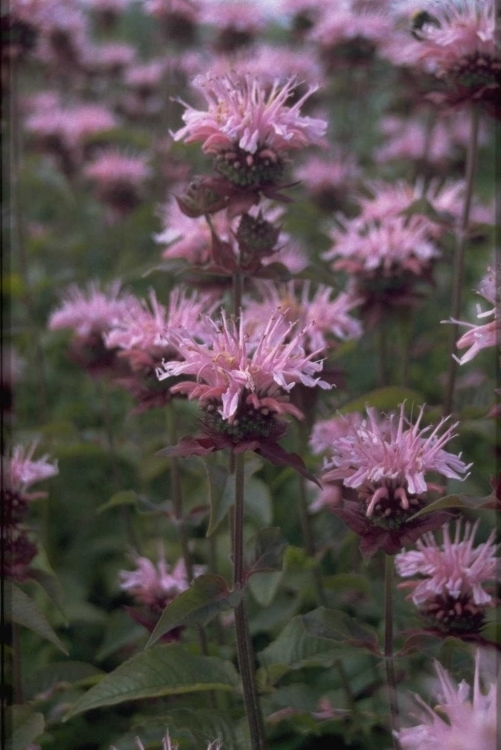 Bergamotplant - Monarda 'Comanche'