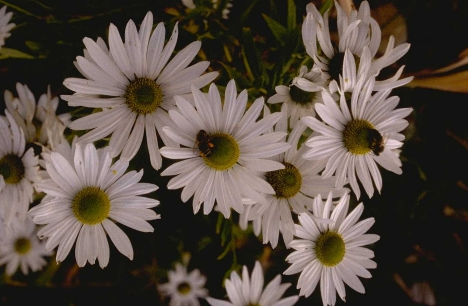 Herfstmargriet 'Leucanthemella serotina'