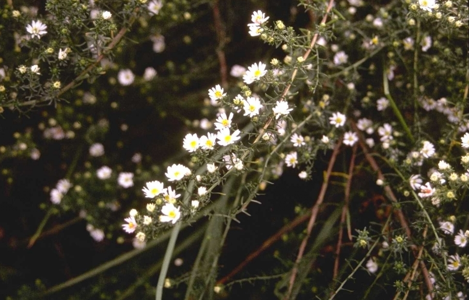 Aster Vimineus