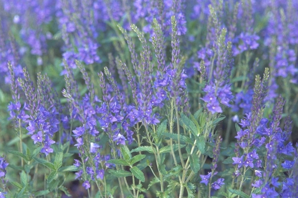 Brede ereprijs - Veronica austriaca 'True Blue'