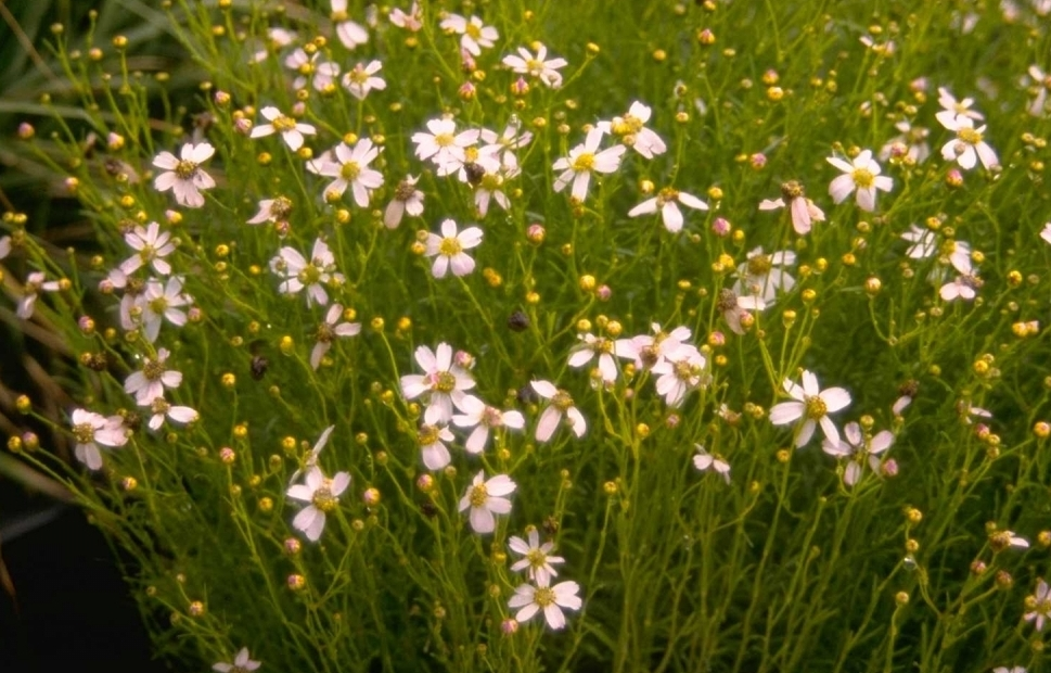 Meisjesogen - Coreopsis Rosea 'Nana'