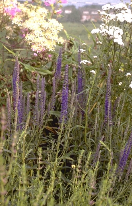 Aar ereprijs - Veronica spicata 'Romiley Purple'