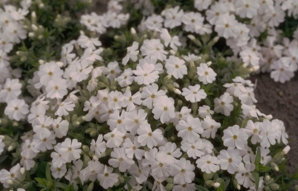 Flox - Phlox 'Maischnee'