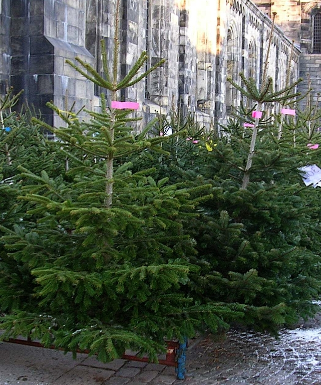 Echte kerstboom - Nordmann - Kaukasische zilverspar - Abies nordmanniana