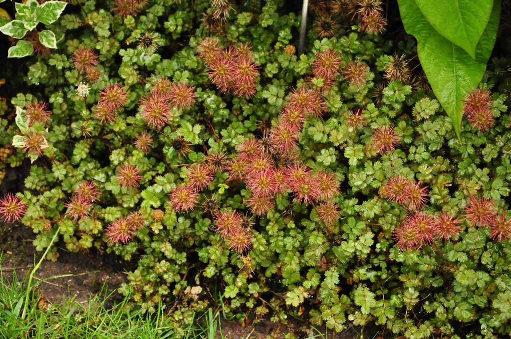 Stekelnootje - Acaena anserinifolia