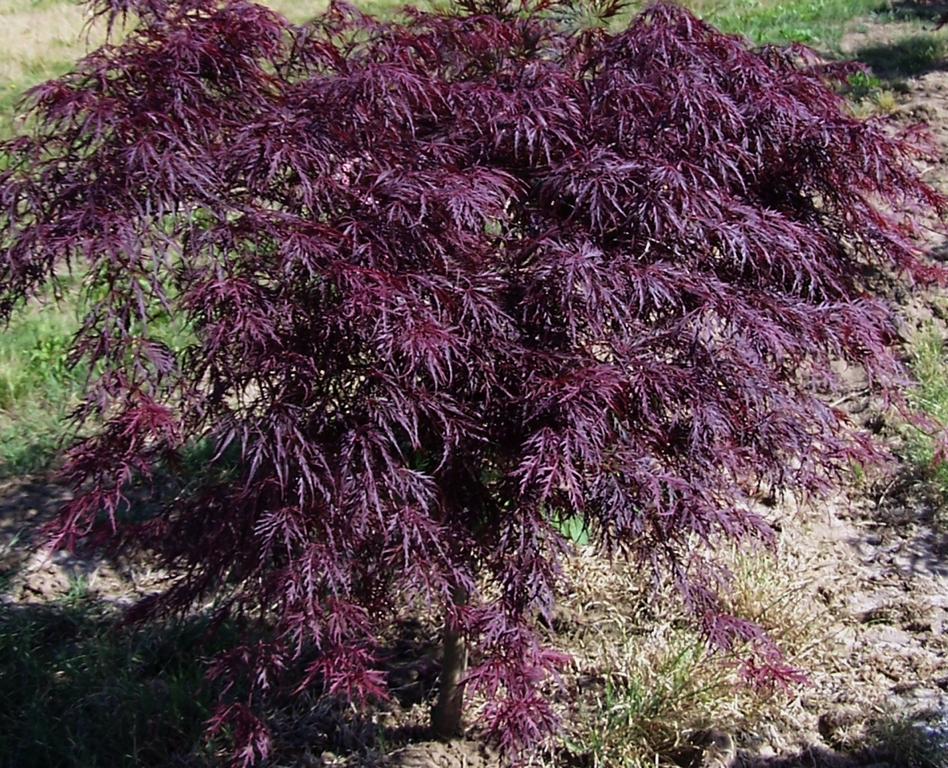 Japanse Esdoorn - Acer palmatum 'Inaba shidare'