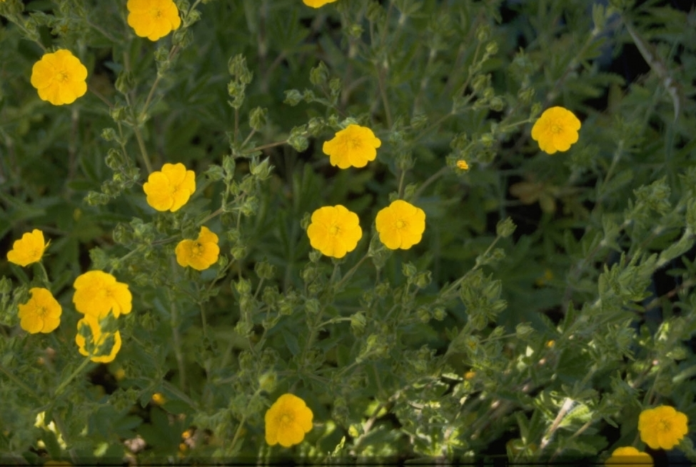 Potentilla rupestris