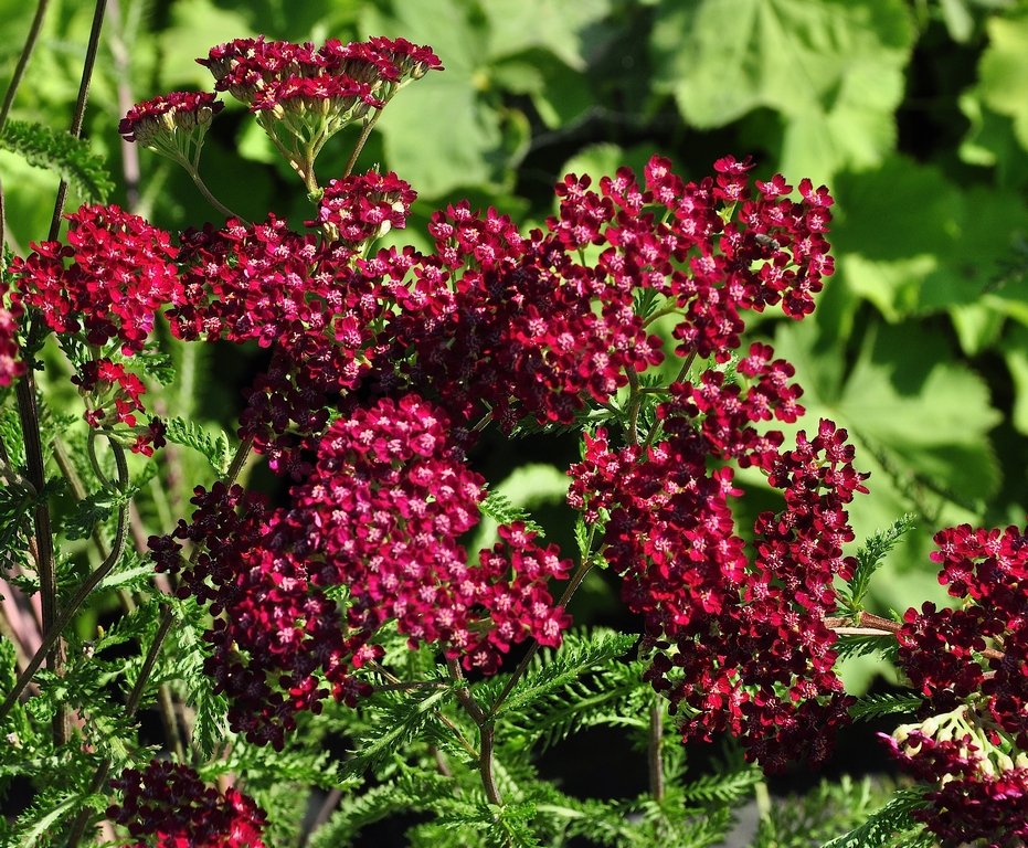 Gewoon duizendblad - Achillea 'Summerwine'