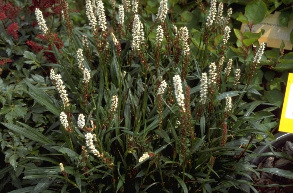 Duizendknoop Persicaria vivipara