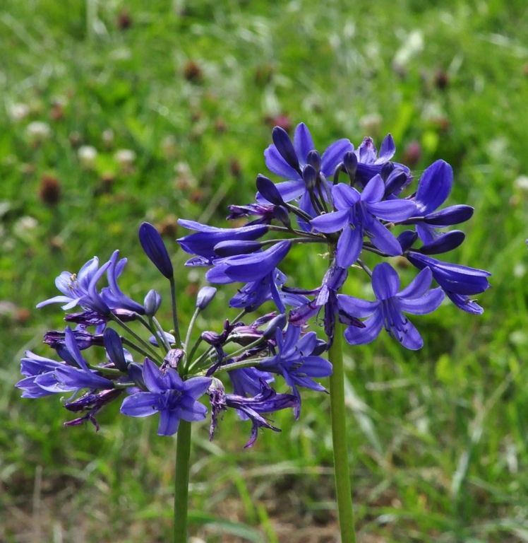 Afrikaanse lelie Agapanthus 'Lilliput'