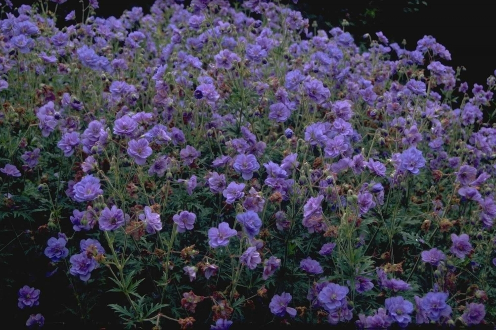 Beemdooievaarsbek - Geranium pratense 'Plenum Caeruleum'