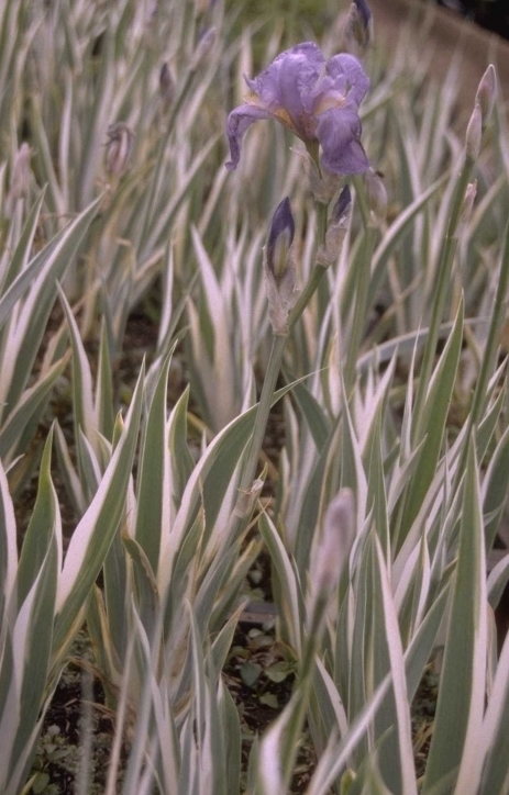 Iris pallida 'Variegata'