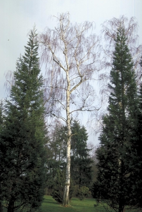 Ruwe Berk - Betula pendula 'Tristis'