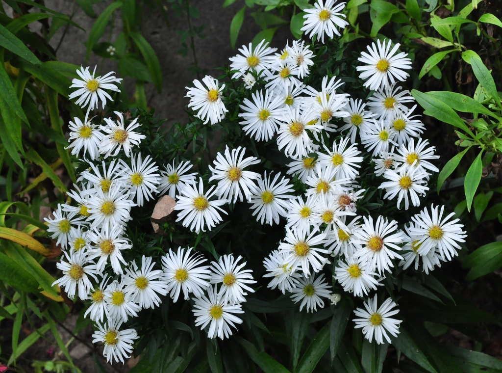 Aster 'Kristina'