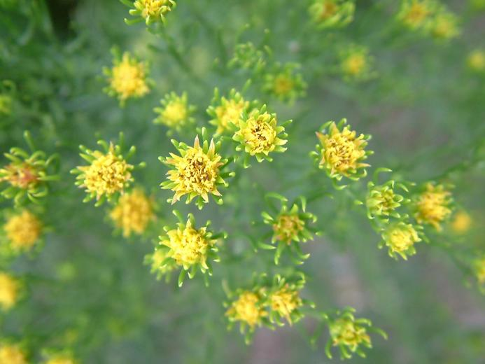 Aster linosyris