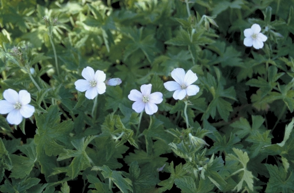 Ooievaarsbek - Geranium x oxonianum 'Frank Lawley'