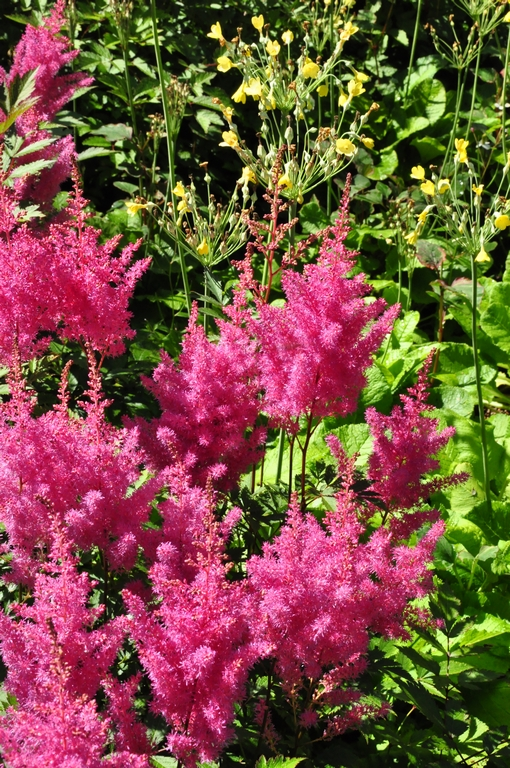 Spierstruik - Astilbe 'Gloria'