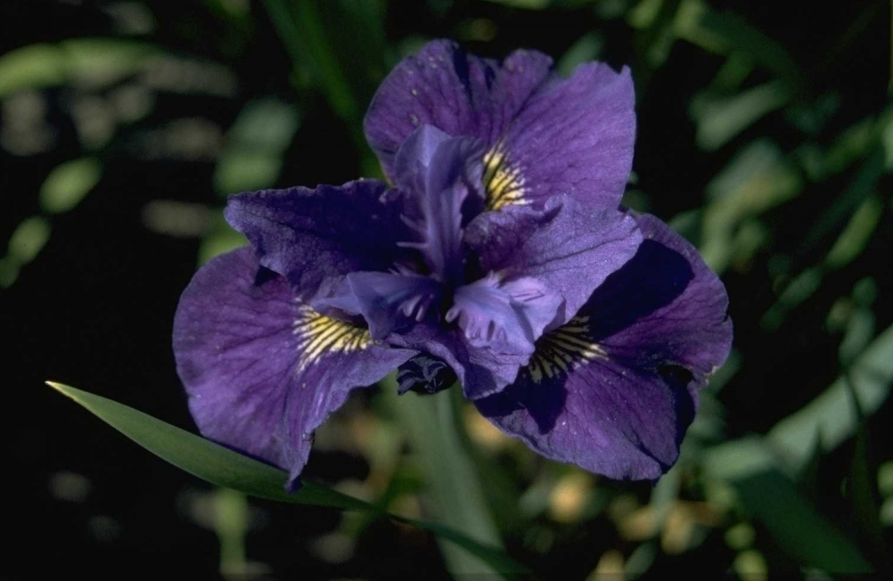 Iris 'Ruffled Velvet'