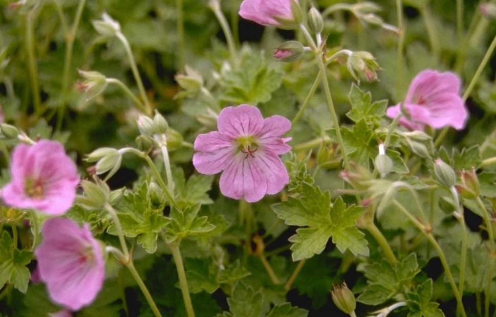 Ooievaarsbek - Geranium x riversleaianum 'Russell Prichard'