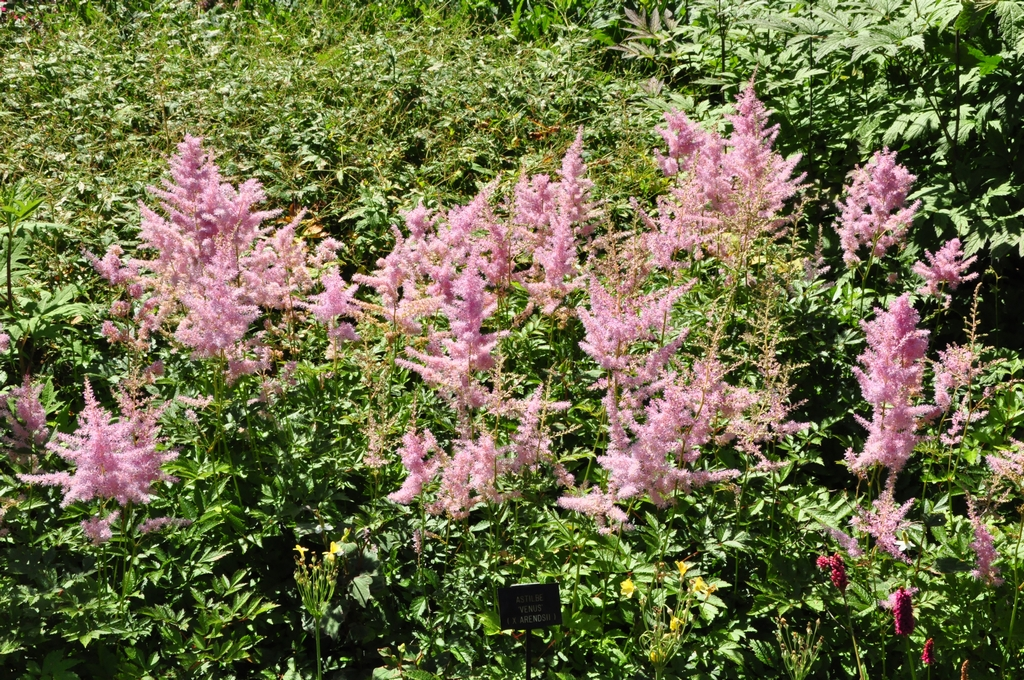 Spierstruik - Astilbe 'Venus'