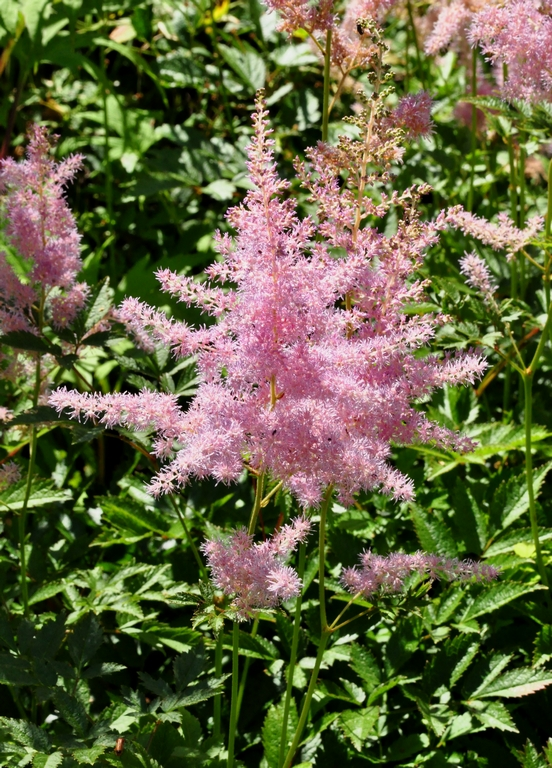 Spierstruik - Astilbe 'Venus'