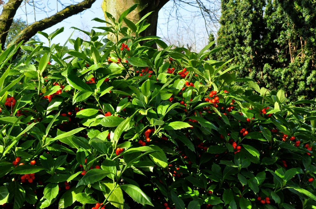 Broodboom - Aucuba japonica 'Golden king'