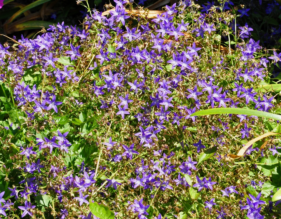 Kluwenklokje - Campanula 'E.K. Toogood'