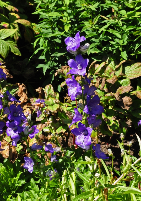 Klokjesbloem - Campanula Latiloba